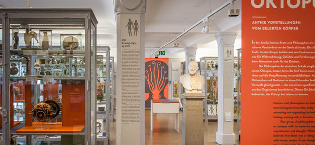 The exhibition "The Soul is an Octopus. Ancient Ideas of Life and the Body“was situated in Rudolf Virchow’s Präparatesaal in the Medical History Museum | Photo: Christoph Geiger